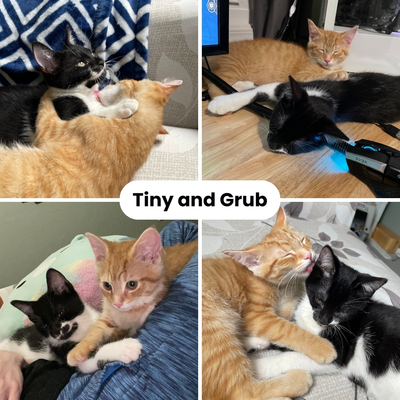 Tiny and Grub 2