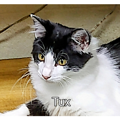 Tux 1