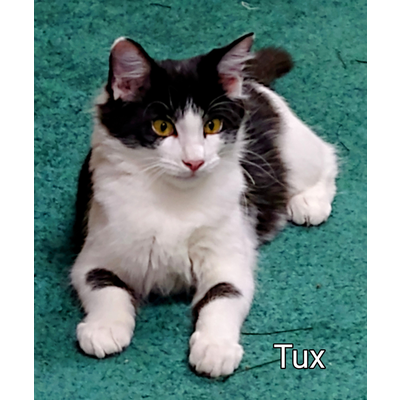 Tux 2