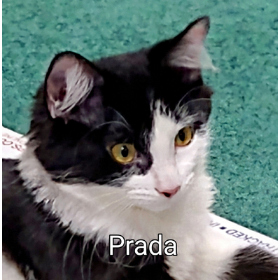 Prada